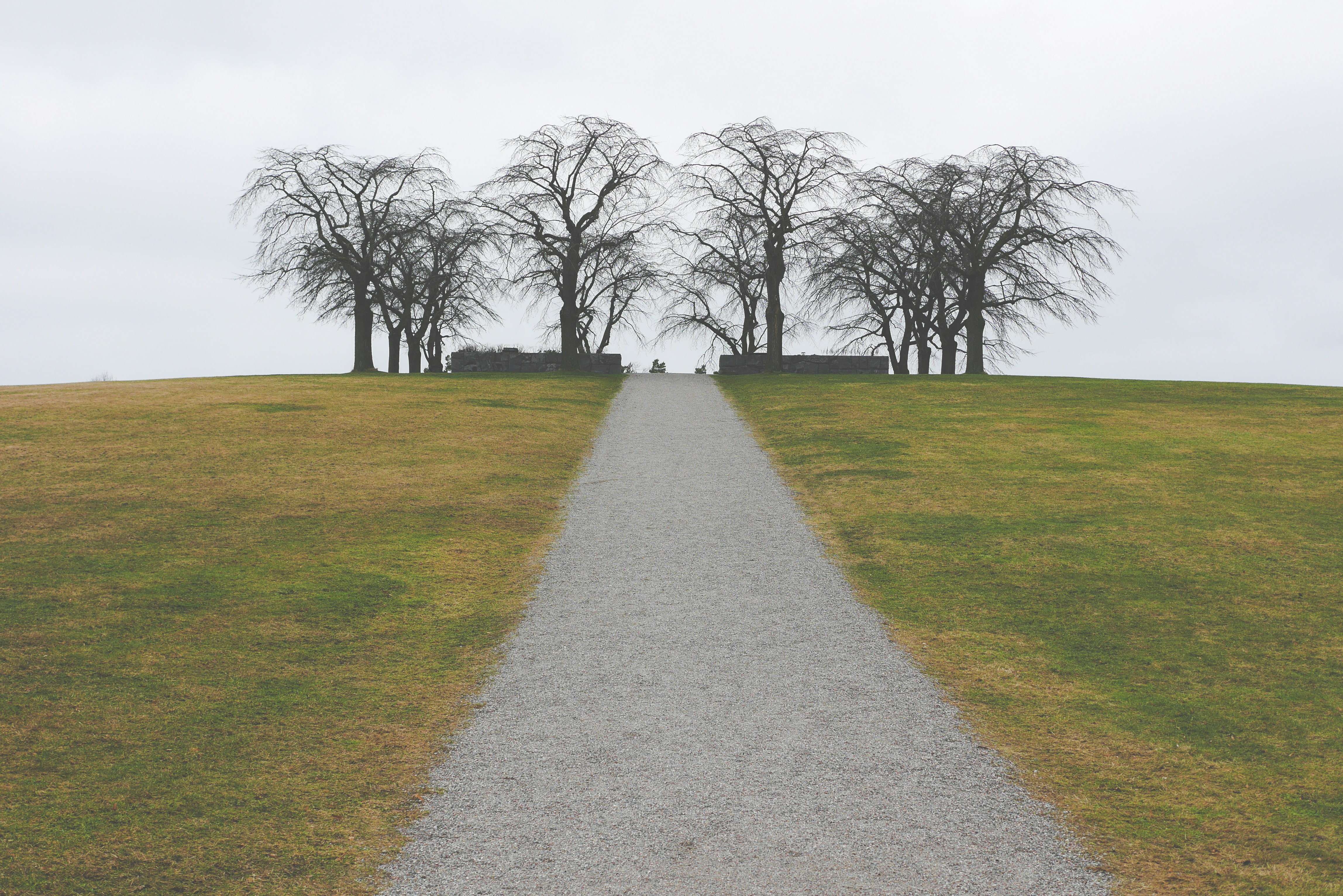 bare trees surrounded by green grass field